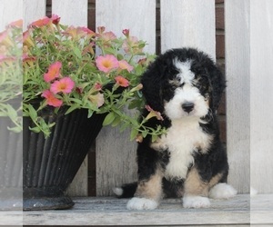 Bernedoodle (Miniature) Puppy for sale in FREDERICKSBURG, OH, USA