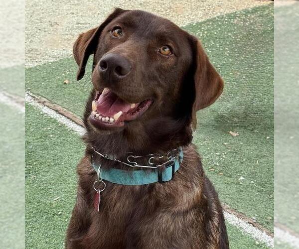 Medium Photo #2 Labrador Retriever-Unknown Mix Puppy For Sale in San Diego, CA, USA