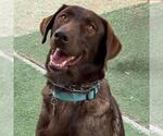 Small #1 Labrador Retriever Mix