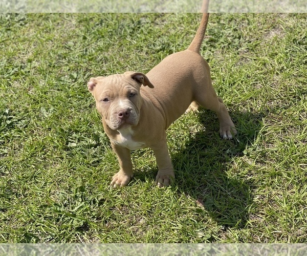 Medium Photo #15 American Bully Puppy For Sale in RAEFORD, NC, USA