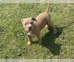 Small Photo #15 American Bully Puppy For Sale in RAEFORD, NC, USA