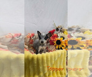 KP Topper - Male Mutt Dog for Adoption - Photo #4