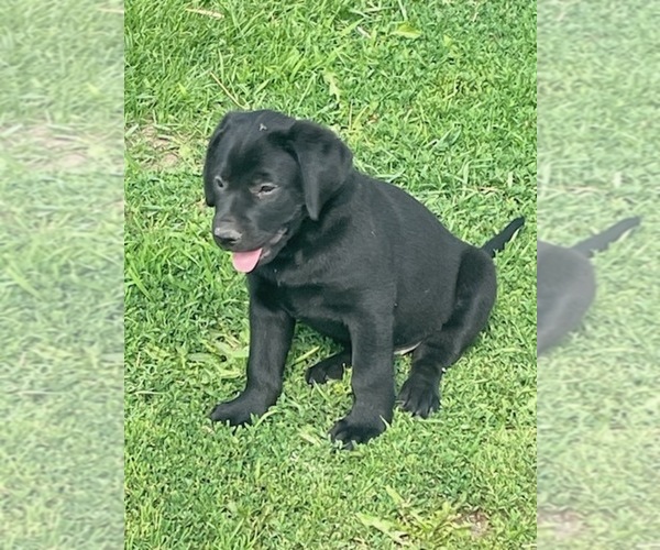 Medium Photo #4 Labrador Retriever Puppy For Sale in FOX LAKE, WI, USA