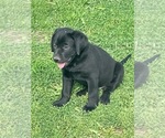 Small #3 Labrador Retriever