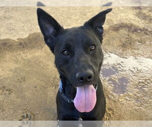 German Shepherd Dog Dogs for adoption in Martinez, CA, USA