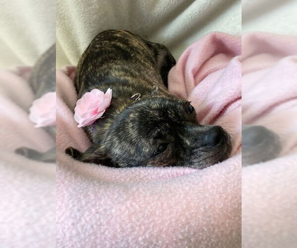 Medium Photo #2 Chug Puppy For Sale in Plainfield, IL, USA