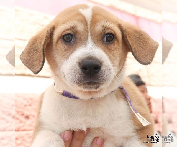 Medium Photo #4 Retriever -Unknown Mix Puppy For Sale in Washington, DC, USA