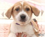 Small #3 Retriever  Mix