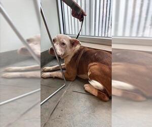 American Staffordshire Terrier Dogs for adoption in San Antonio, TX, USA