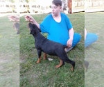 Small Photo #10 Rottweiler Puppy For Sale in PINE KNOT, KY, USA