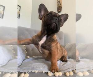 Medium French Bulldog