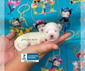 Maltese Puppy for sale in WINNSBORO, LA, USA