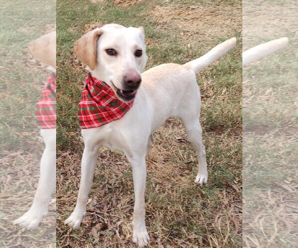 Medium Photo #2 Labrador Retriever-Unknown Mix Puppy For Sale in Murrells Inlet, SC, USA
