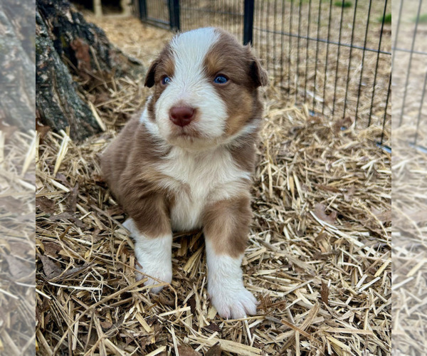 Medium Photo #17 Australian Shepherd Puppy For Sale in SMITHS GROVE, KY, USA