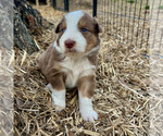 Small Photo #17 Australian Shepherd Puppy For Sale in SMITHS GROVE, KY, USA