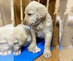 Small Photo #2 Labradoodle Puppy For Sale in REXBURG, ID, USA