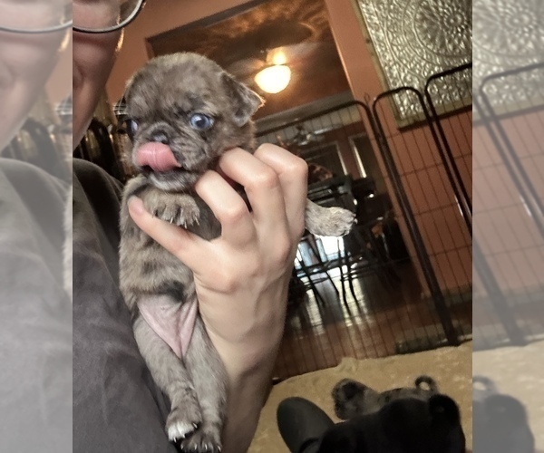 Medium Photo #4 Pug Puppy For Sale in BLOOMINGTON, IL, USA