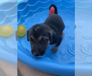 Medium Catahoula Leopard Dog-German Shepherd Dog Mix