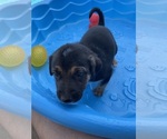 Puppy 2 Catahoula Leopard Dog-German Shepherd Dog Mix