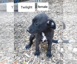 Mountain Cur Puppy for sale in HOPKINSVILLE, KY, USA