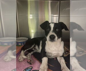 Chihuahua-Unknown Mix Dogs for adoption in Rancho Cucamonga, CA, USA