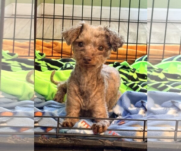 Medium Photo #2 Poodle (Miniature) Puppy For Sale in Valrico, FL, USA