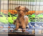 Small #1 Poodle (Miniature)