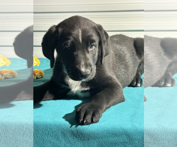Medium Photo #4 Labrador Retriever-Unknown Mix Puppy For Sale in Tarrytown, GA, USA