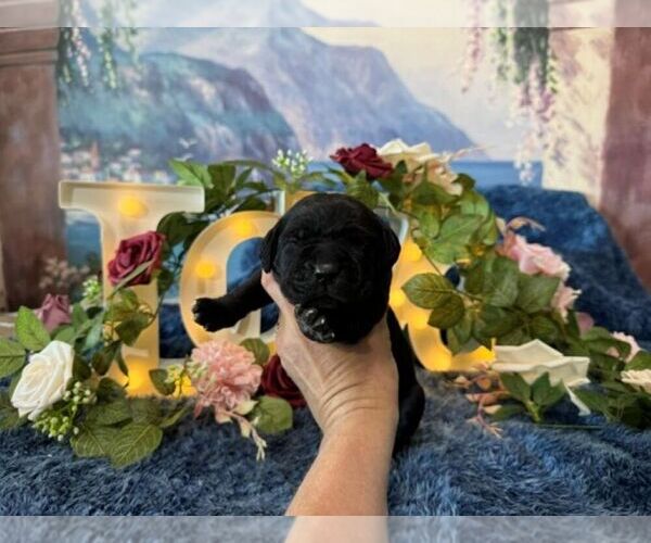 Medium Photo #5 Cane Corso Puppy For Sale in OOLOGAH, OK, USA