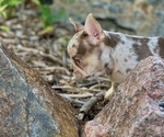 Small #3 French Bulldog