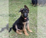 Small #1 German Shepherd Dog