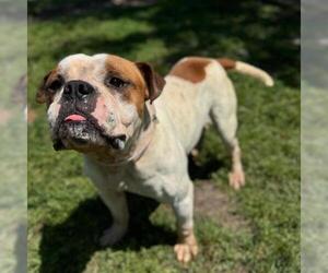 Bulldog Dogs for adoption in Conroe, TX, USA