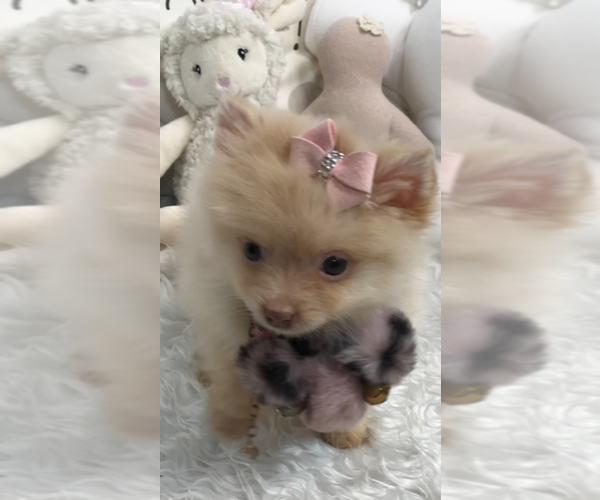 Medium Photo #3 Pomeranian Puppy For Sale in CORAL GABLES, FL, USA