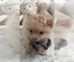 cute puppies - Female Pomeranian Puppy for Sale - Photo #3