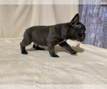 Small Photo #6 French Bulldog Puppy For Sale in BOAZ, AL, USA
