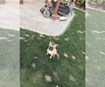 Small #1 French Bulldog