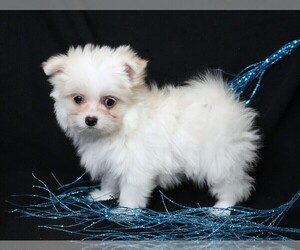 Maltipom Puppy for Sale in ROCK VALLEY, Iowa USA