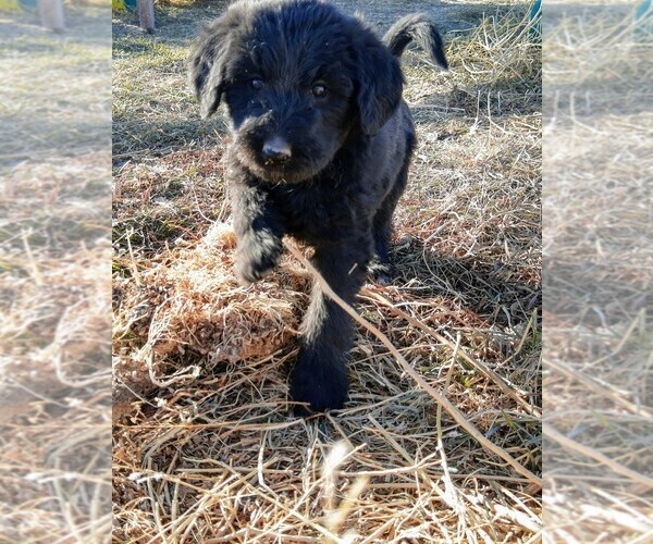 Medium Photo #18 Shepadoodle Puppy For Sale in FOUNTAIN, CO, USA
