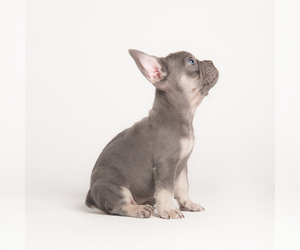 French Bulldog Puppy for sale in CORAL SPRINGS, FL, USA