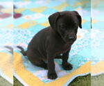 Small #9 Mutt
