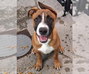 Mutt Dogs for adoption in Woodland, CA, USA