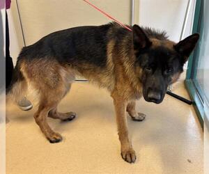 German Shepherd Dog Dogs for adoption in Placerville, CA, USA