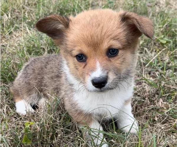 Medium Photo #37 Pembroke Welsh Corgi Puppy For Sale in MIDLOTHIAN, TX, USA