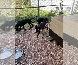 Great Dane Puppy for sale in CANTON, NC, USA