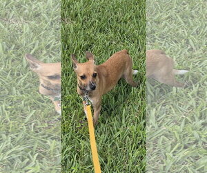 Jack - Male Rat Terrier Dog for Adoption - Photo #4