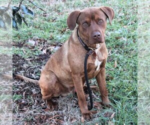 Mutt Dogs for adoption in Shelburne, VT, USA