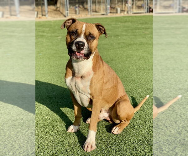 Medium Photo #1 Boxer Puppy For Sale in Austin, TX, USA