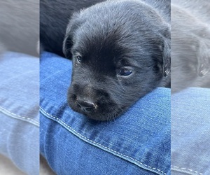 Labrador Retriever Puppy for sale in INDIANAPOLIS, IN, USA