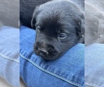 Small Labrador Retriever