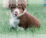 Small Photo #12 Australian Shepherd Puppy For Sale in ARODA, VA, USA